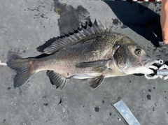 チヌの釣果