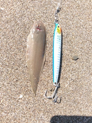 シタビラメの釣果