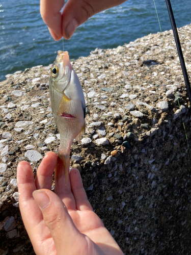 ウミタナゴの釣果