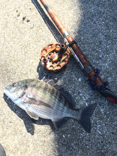 クロダイの釣果