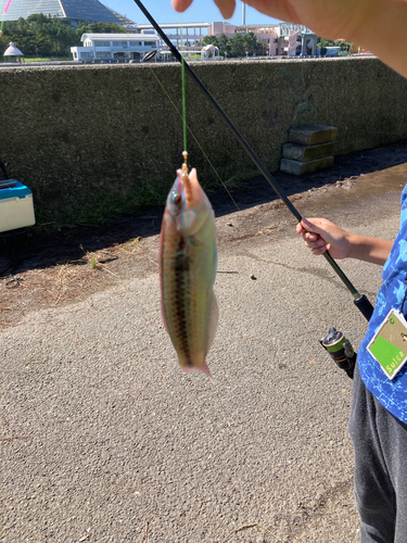 キュウセンの釣果