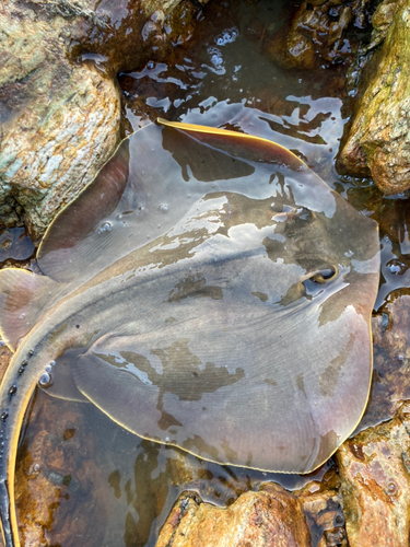 エイの釣果