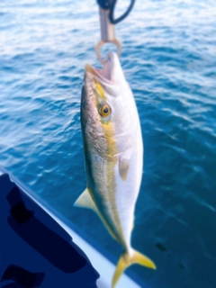 メジロの釣果