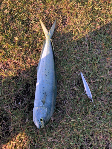 シイラの釣果