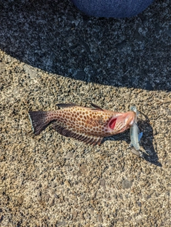 オオモンハタの釣果