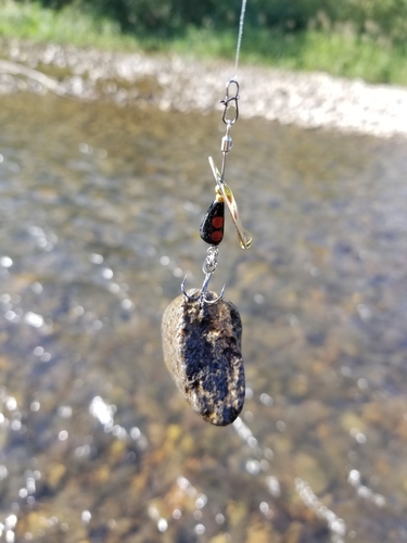 ニジマスの釣果