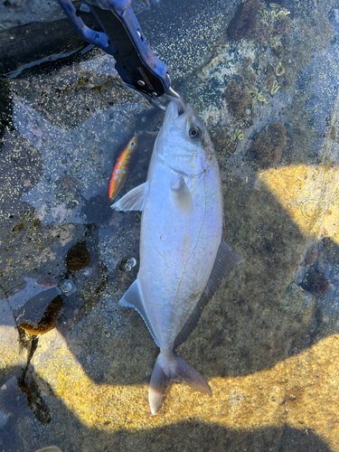 ショゴの釣果