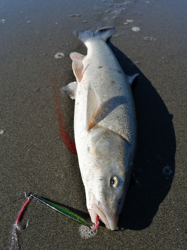 ウグイの釣果