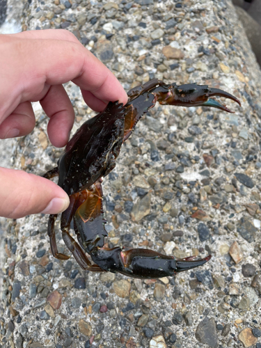 カニの釣果