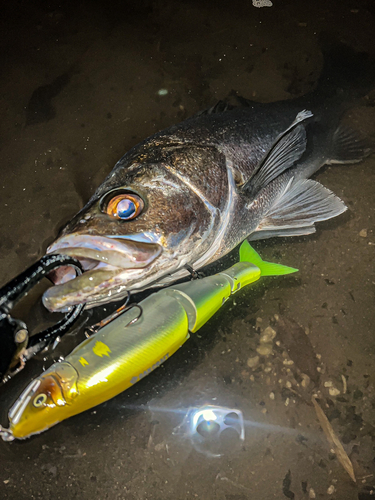 シーバスの釣果