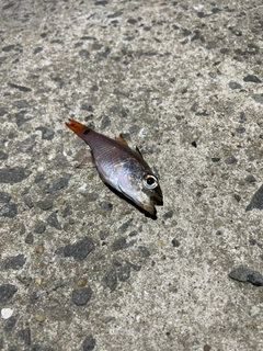 ネンブツダイの釣果