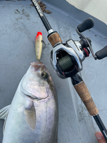 ネリゴの釣果