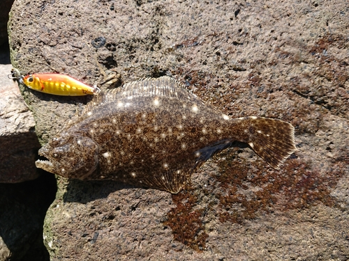 ソゲの釣果