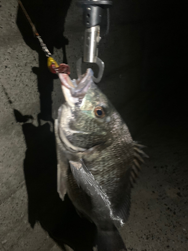 チヌの釣果