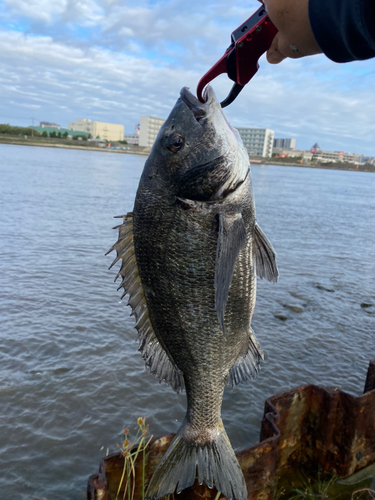 チヌの釣果