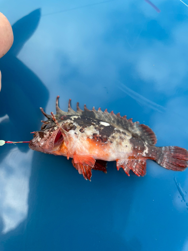 ハオコゼの釣果