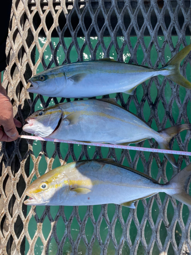 シオの釣果