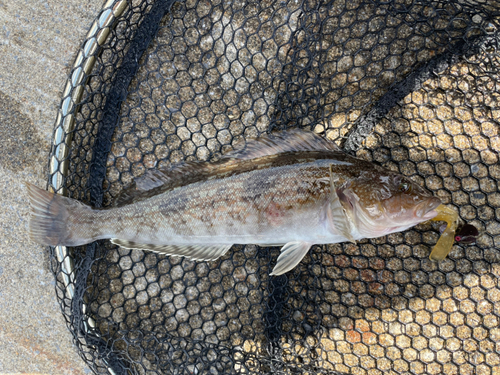 アイナメの釣果