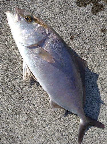 ショゴの釣果