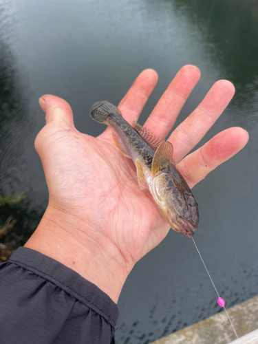 ハゼの釣果