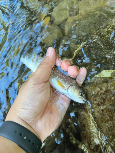 エゾイワナの釣果