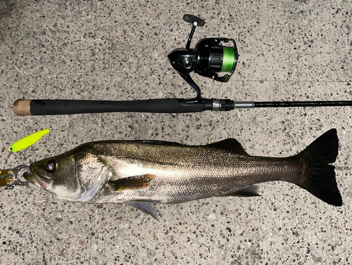 シーバスの釣果