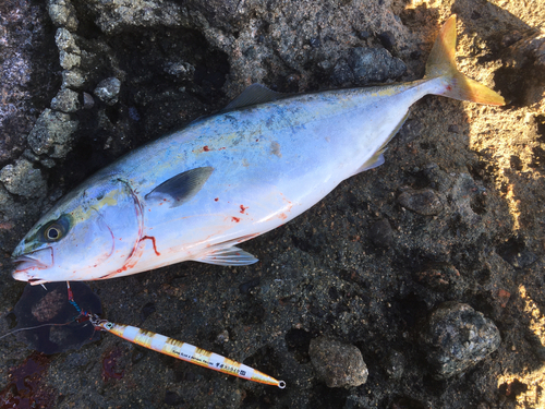 イナダの釣果