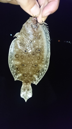 タマガンゾウビラメの釣果