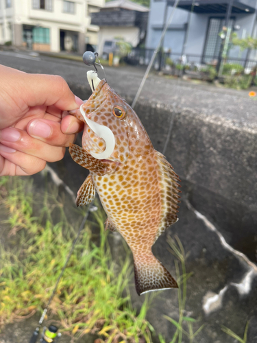 オオモンハタの釣果