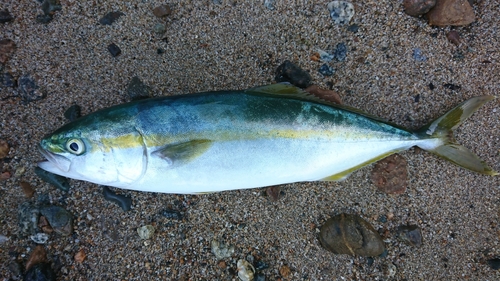 ツバイソの釣果