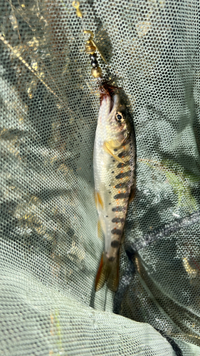 アマゴの釣果