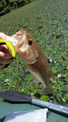 ブラックバスの釣果