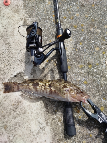 アイナメの釣果