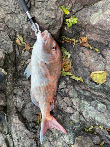 マダイの釣果