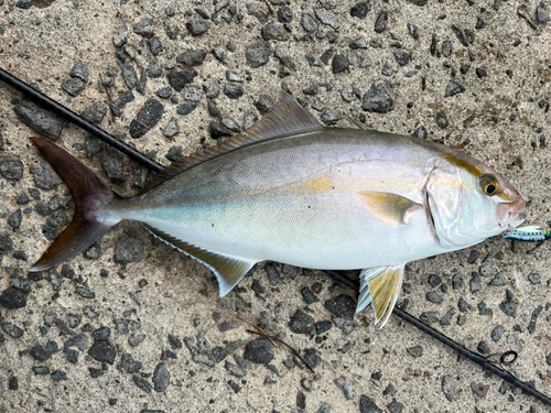 ネリゴの釣果