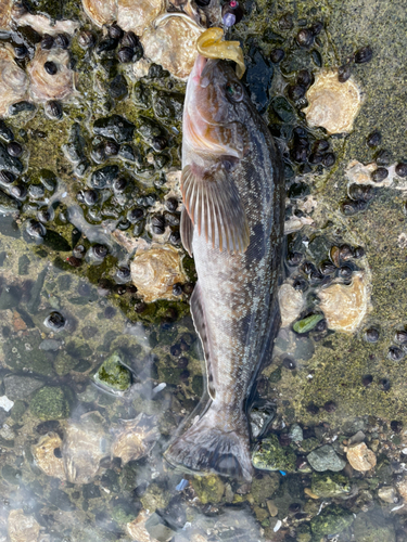 アイナメの釣果