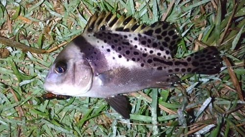 コショウダイの釣果