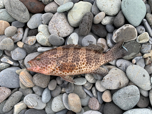 オオモンハタの釣果