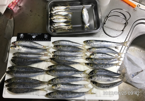 釣果