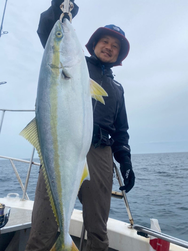 ブリの釣果