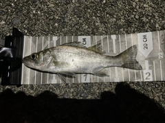 セイゴ（ヒラスズキ）の釣果