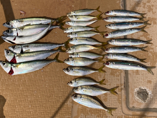 イワシの釣果