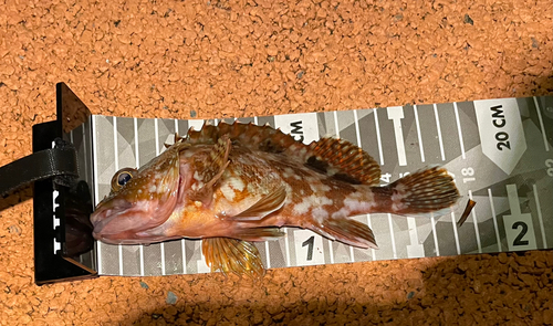 カサゴの釣果