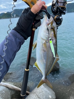 ショゴの釣果