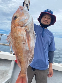 マダイの釣果