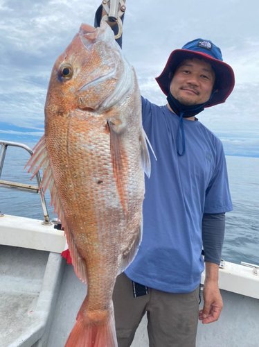 マダイの釣果