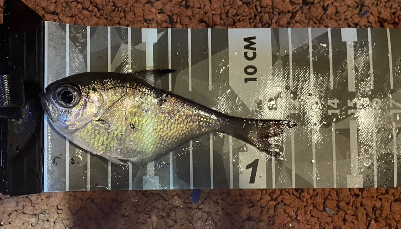 ミナミハタンポ