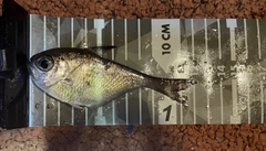 ミナミハタンポの釣果