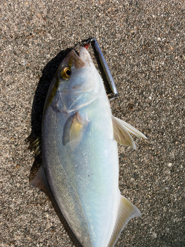 ショゴの釣果