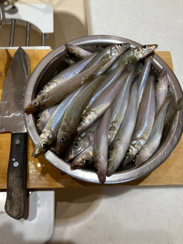 キスの釣果